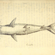 Image for article titled Vintage Shark Illustrations Are Jaw-Droppingly Gorgeous